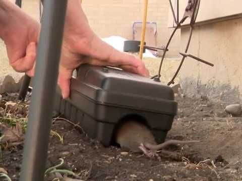 Milwaukee woman battles rat infestation near her home