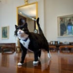 Palmerston, one of the UK’s top ‘diplocats,’ dies in Bermuda