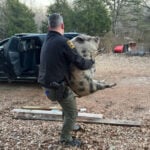 Runaway pig caught after snack-fueled standoff with North Carolina deputies