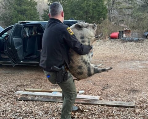 Runaway pig caught after snack-fueled standoff with North Carolina deputies
