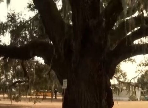 Neighbors celebrate 300-year-old tree preservation