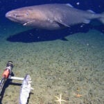 Surprise shark caught on camera for first time in Antarctica’s near-freezing deep