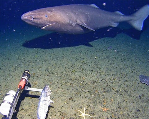 Surprise shark caught on camera for first time in Antarctica’s near-freezing deep