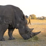 'Ridiculous' plan developed at Florida zoo saves wild rhino's eyesight in Africa