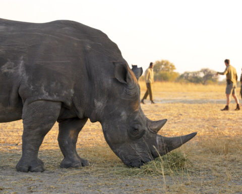 'Ridiculous' plan developed at Florida zoo saves wild rhino's eyesight in Africa