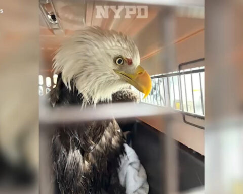 NYPD rescues injured bald eagle on icy Hudson River