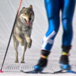 Loose dog makes Olympic cameo on the cross-country ski course at the Milan Cortina Games