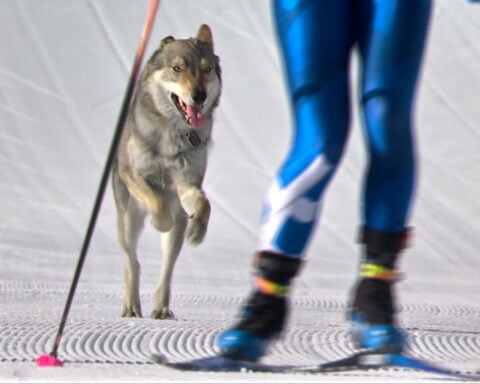 Loose dog makes Olympic cameo on the cross-country ski course at the Milan Cortina Games
