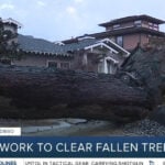 Crews work to clear fallen trees across San Diego after Monday's powerful storm