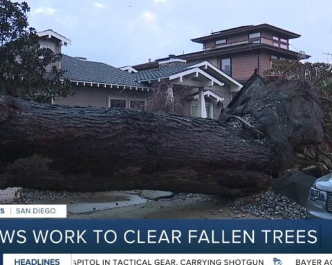 Crews work to clear fallen trees across San Diego after Monday's powerful storm