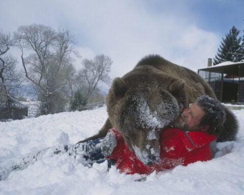 Do animals have a future on Hollywood sets?