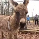 Fire department uses drones to find farmer's missing donkey