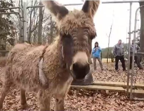 Fire department uses drones to find farmer's missing donkey