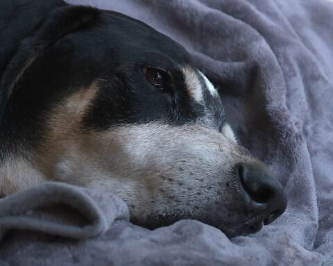 Dead iguana kills dog, paralyzes another