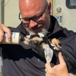 Colorado woman charged with cruelty to animals after 150 livestock seized from Western Slope property