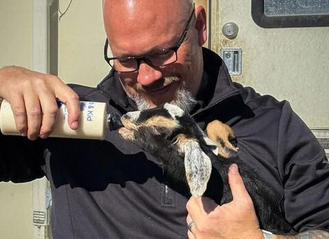 Colorado woman charged with cruelty to animals after 150 livestock seized from Western Slope property