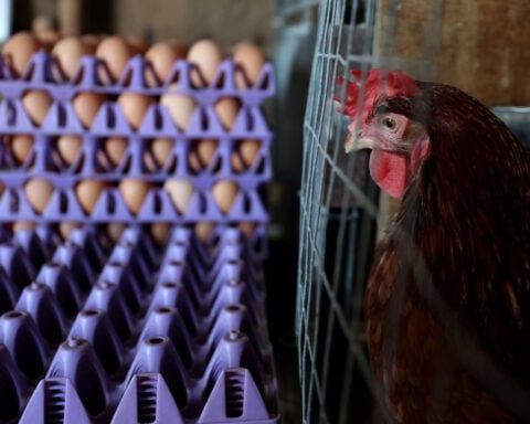 Egg prices have plummeted. That’s great news for consumers — and a crisis for farmers.