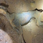 Mummified cheetahs found in Saudi Arabia caves could help reintroduction efforts