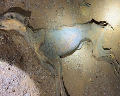 Scientists extracted DNA from mummified cheetah remains and made a surprising discovery