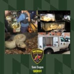 65 reptiles rescued from Baltimore home after death of owner
