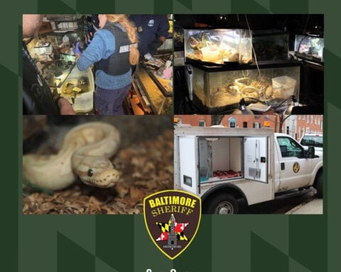 65 reptiles rescued from Baltimore home after death of owner