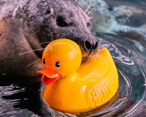 Reggae the seal uses rubber ducks for daily enrichment training at Boston aquarium