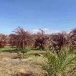 South Florida farmers face catastrophic losses from historic freeze