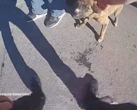 Police say dog 'kept nudging' officers, guiding them to missing toddler’s home