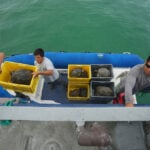 Galápagos park releases 158 juvenile hybrid tortoises on Floreana to restore the ecosystem