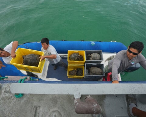 Galápagos park releases 158 juvenile hybrid tortoises on Floreana to restore the ecosystem