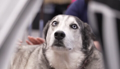 'A SECOND CHANCE': Rescue dog turned therapy dog for Town and Country School