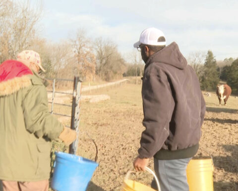 As small family farms disappear nationwide, this Fulton cattle farm is beating the odds