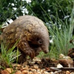 These shy, scaly anteaters are the most trafficked mammals in the world