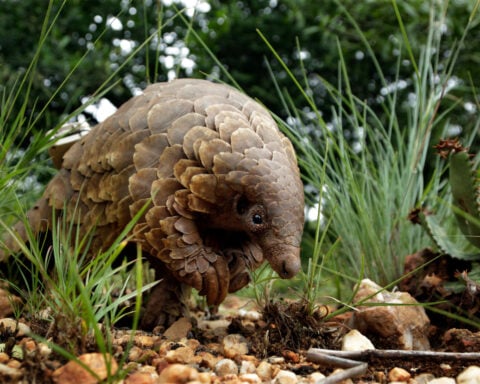 These shy, scaly anteaters are the most trafficked mammals in the world