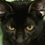 Adorable video shows rare four-eared cat in Alabama