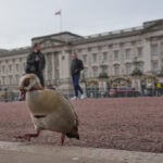 From abdication to Diana, Harry and ex-Prince Andrew. A look at major British royal scandals