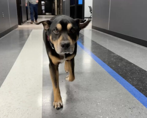Police adopt stray dog found on porch, giving senior pup new home