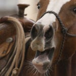 A horse's neigh may be unique in the animal kingdom. Now scientists know how they do it