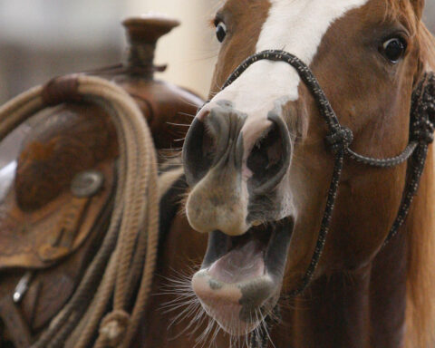 A horse's neigh may be unique in the animal kingdom. Now scientists know how they do it