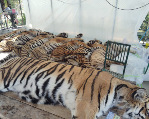 Thai officials say 72 tigers at tourist parks died of canine distemper, allaying bird flu fears