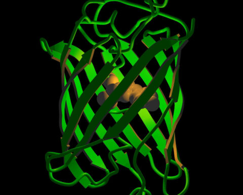 1 protein to rule them all – why crowning the protein that makes jellyfish glow green as a model can help scientists streamline biology