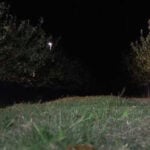 Florida farmers face billions in losses due to cold weather