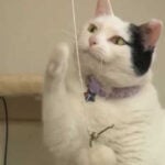 Newly approved US medication offers hope for cats diagnosed with FIP