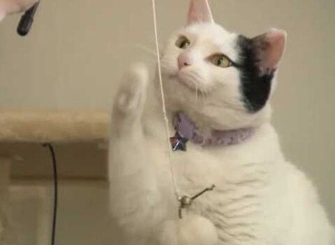 Newly approved US medication offers hope for cats diagnosed with FIP