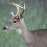 The cost of casting animals as heroes and villains in conservation science