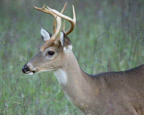 The cost of casting animals as heroes and villains in conservation science