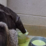 Acupuncture & avocados: How the Palm Beach Zoo cares for its senior anteater