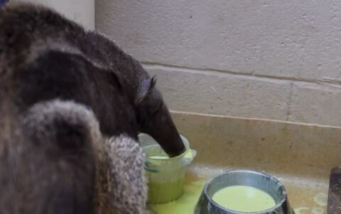 Acupuncture & avocados: How the Palm Beach Zoo cares for its senior anteater