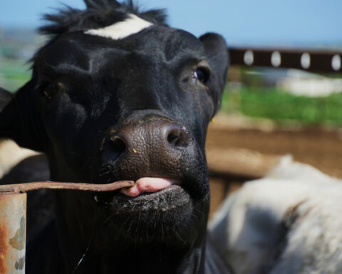 Cyprus plans mass livestock vaccination to halt spread of foot-and-mouth disease