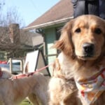 These golden retrievers have their own monthly meetup